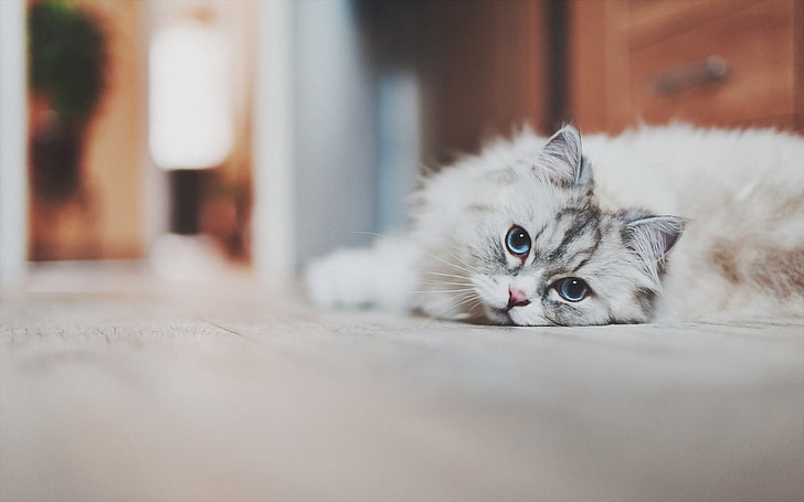 short-fur gray cat, animals, blue eyes, white, domestic, pets, HD wallpaper