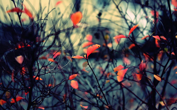 nature, spring, leaves, macro, HD wallpaper