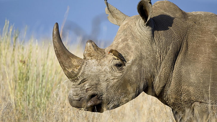 gray rhinoceros, horn, head, profile, poultry, grass, wildlife, HD wallpaper