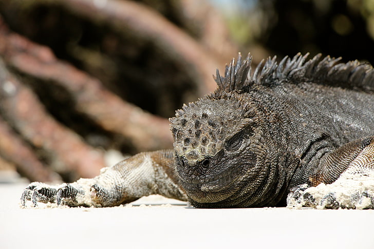 gray marine iguana, lizard, reptile, large, animal, nature, wildlife, HD wallpaper