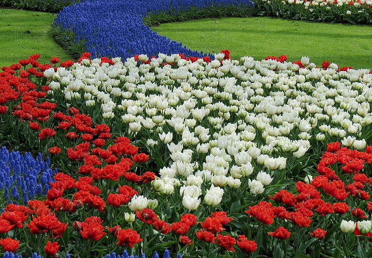 bed of assorted-color flowers, tulips, white, red, muscari, flowerbed, HD wallpaper