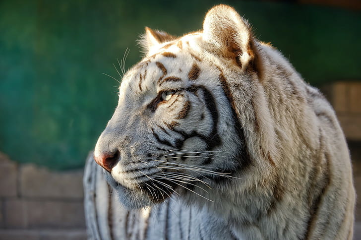 Profile white tiger, wild cat, predator, face, HD wallpaper