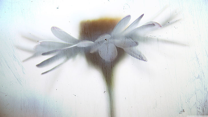 white petaled flower, closeup, vulnerability, fragility, close-up, HD wallpaper