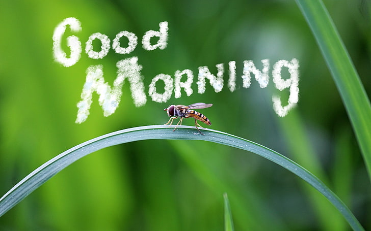 HD wallpaper: Green grass insect closeup good morning, animal themes, animal  wildlife | Wallpaper Flare