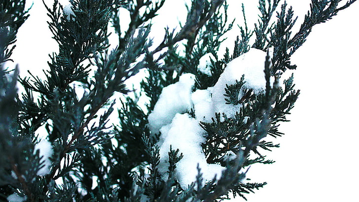 nature, winter, snow, tree, plant, cold temperature, no people, HD wallpaper