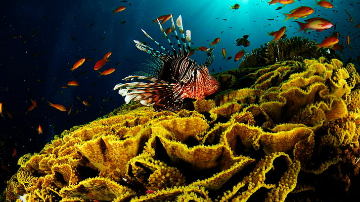 Lionfish Fish Underwater Coral HD, animals, HD wallpaper