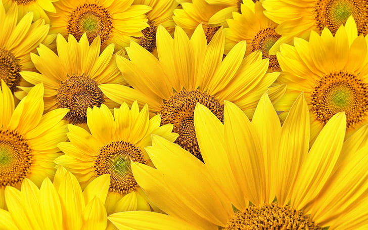 Hd Wallpaper Sunflowers Background Yellow Flowers Nature