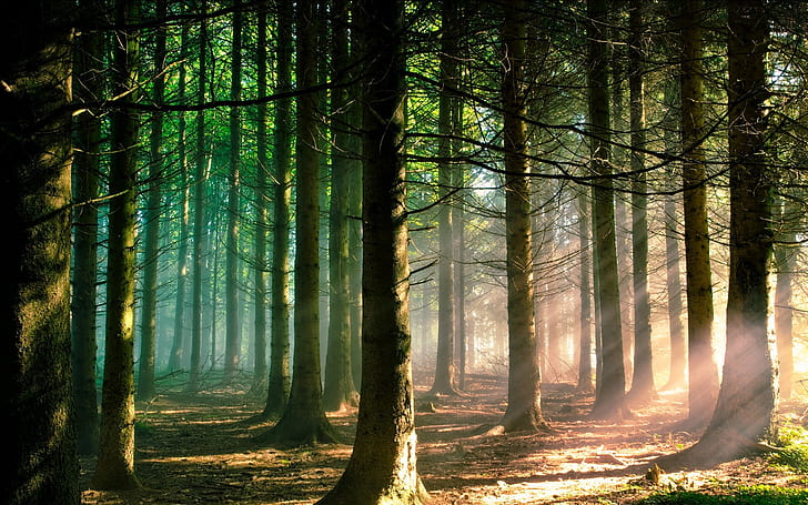 amazing attraction ~ ♥ღ Magic Forest ღ♥ ~ Nature Forests HD Art, HD wallpaper