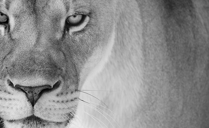 Mother Lion, lioness face, Black and White, Wild, Animal, Monochrome, HD wallpaper