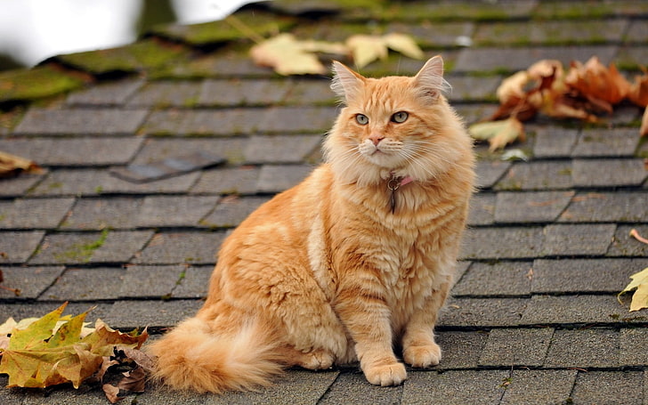 orange tabby, cat, fluffy, leaves, autumn, roof, domestic Cat, HD wallpaper