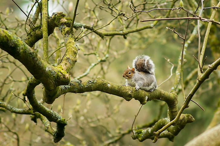 grey squirrel on tree branch at daytime, victoria park, victoria park