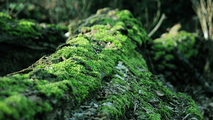 moss, forest, dead trees, nature, blurred, life, green color, HD wallpaper