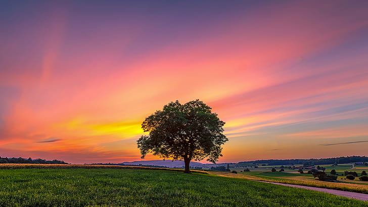 silhouette photo of tree during golden hour, affoltern, affoltern, HD wallpaper