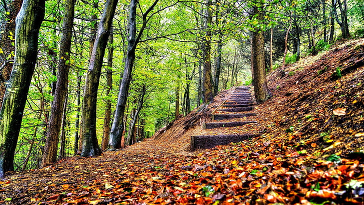 nature, stairs, forest, tree, land, plant, trunk, tree trunk, HD wallpaper