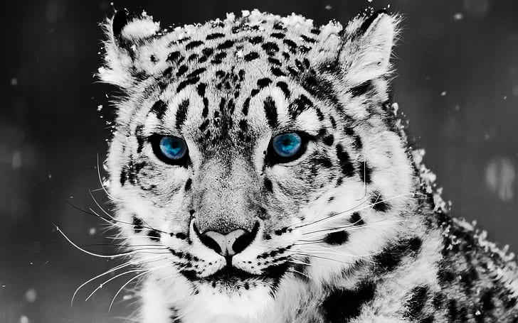 Snow Blue Eye Leopard, tigers, HD wallpaper