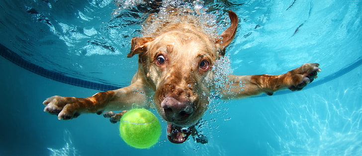 Labrador, cute animals, funny, underwater, dog, HD wallpaper