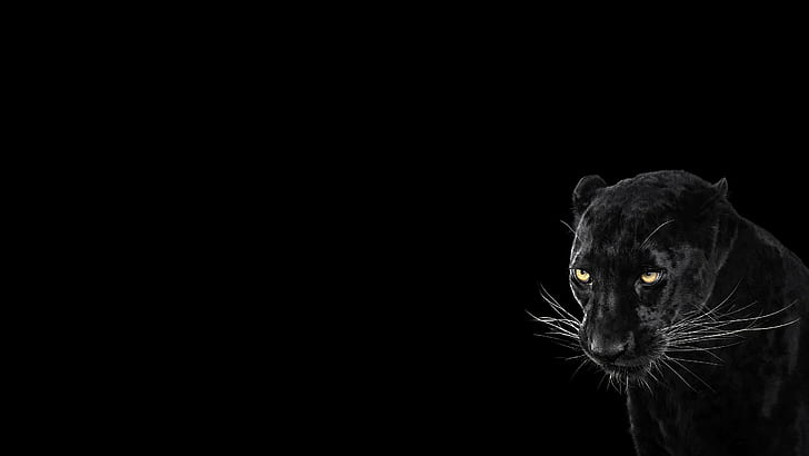 HD wallpaper: Panther, Black Background, Cool, Animal, 2560x1440 | Wallpaper  Flare