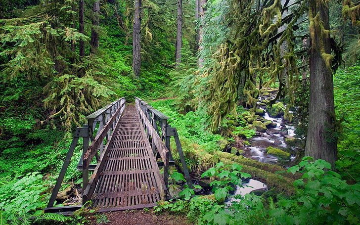 green forest, creeks, bridge, path, trees, Oregon, ferns, moss, HD wallpaper