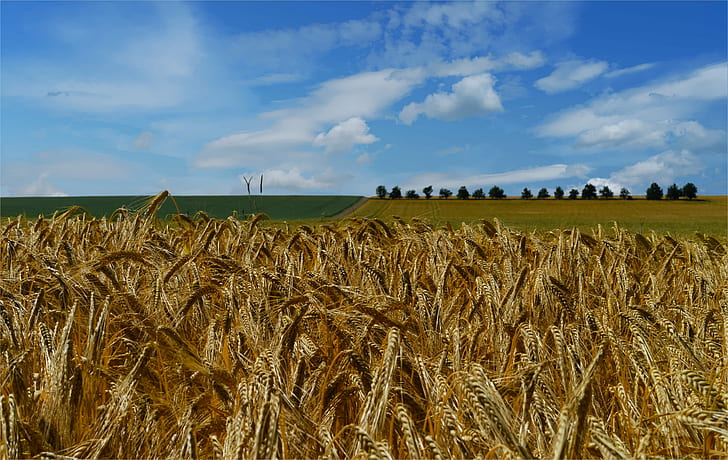 wheat field under white clouds and blue sky, Ein, Bett, im, Kornfeld, HD wallpaper