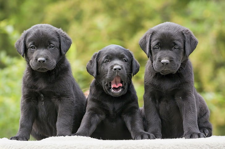 labradors, retrievers, puppies, three, funny, HD wallpaper
