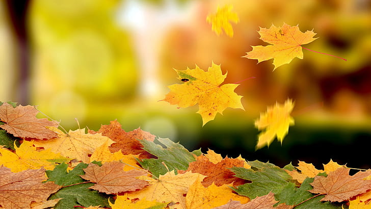 HD wallpaper: Maple leaves falling in autumn | Wallpaper Flare