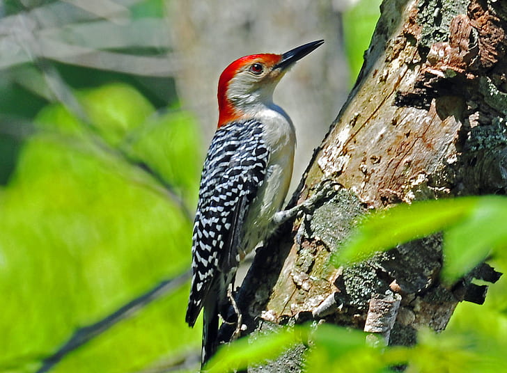 red-belled woodpecker on brown tree trunk during daytime, red-bellied woodpecker, red-bellied woodpecker, HD wallpaper