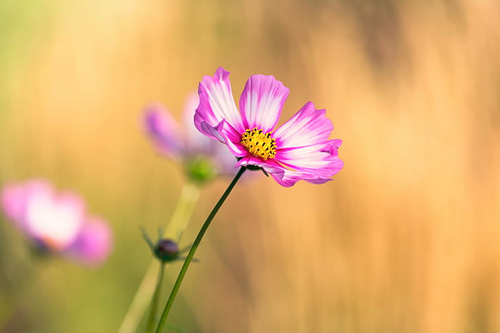 selective photo of pink and white petaled flower, Cosmos, flower  flower
