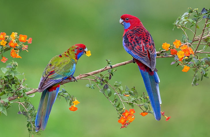 Birds, Rosella, Blossom, Couple, Courtesy, Crimson Rosella, HD wallpaper