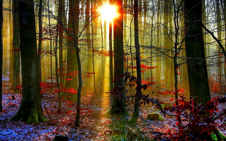 HD wallpaper: Autumn Shine, landscape photo of forest trees, nature,  sunshine | Wallpaper Flare