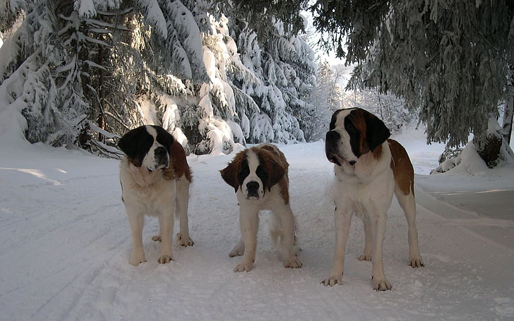 three white-and-red Saint Bernards, st bernard, family, puppy