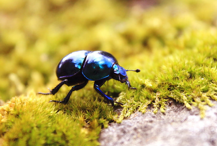 black dung beetle, beetles, insect, moss, macro, nature, animals, HD wallpaper