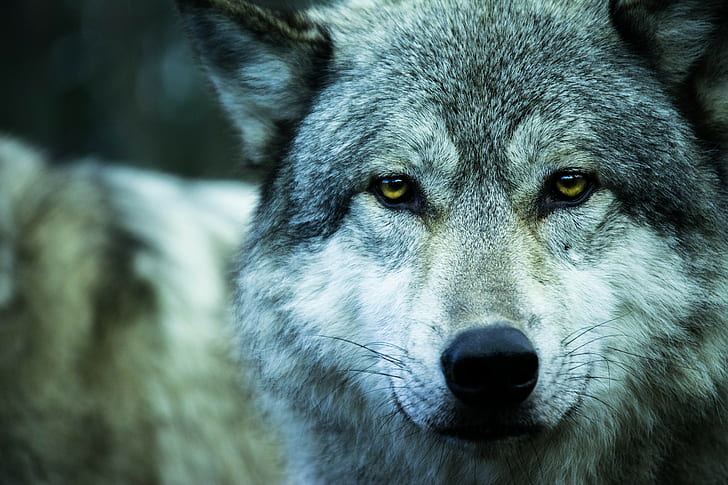 wolf, animals, HD wallpaper