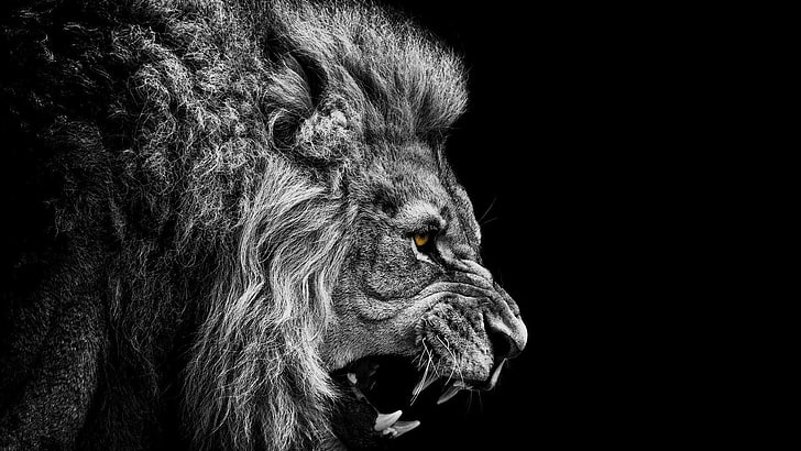 lion grayscale wallpaper, monochrome, selective coloring, teeth