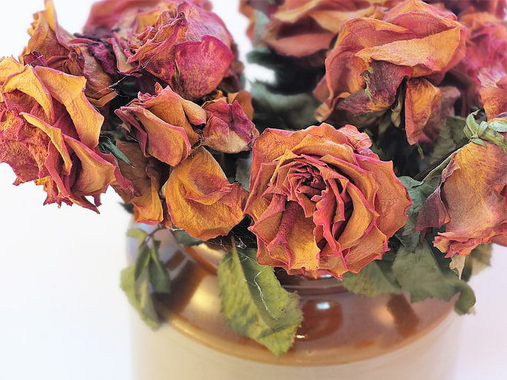 dried flowers, roses, bouquet, dry, herbarium, nature, leaf, red