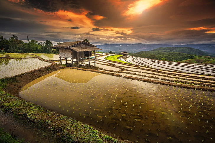 brown hut, rice paddy, terraces, water, clouds, hills, field
