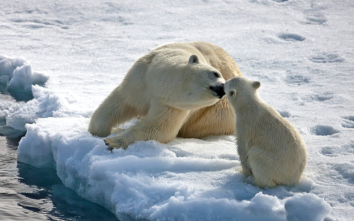 Bear Mothers Love, cub, polar bear, HD wallpaper