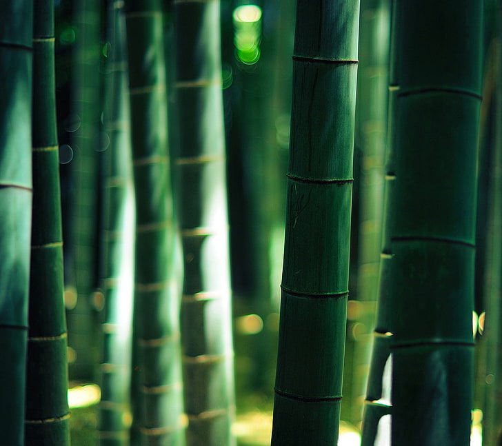 bamboo, sunlight, bokeh, depth of field, nature, bamboo - plant, HD wallpaper