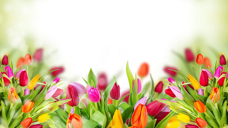 tulip, spring, flower, plant, tulips, blossom, bouquet, garden