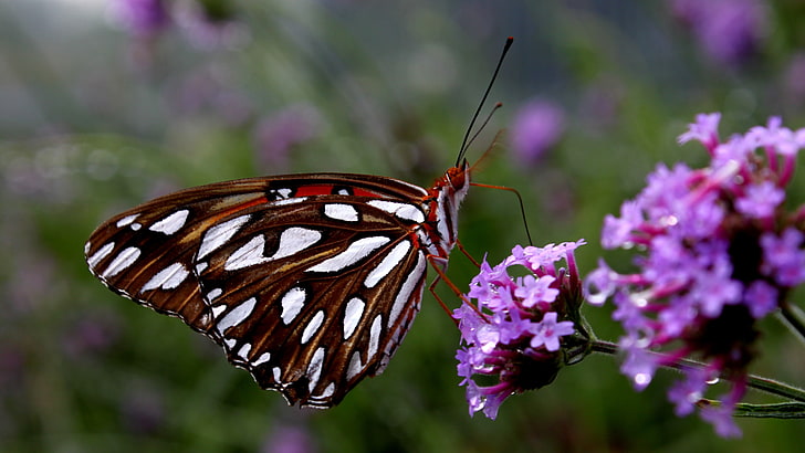widescreen butterfly, flower, flowering plant, beauty in nature, HD wallpaper
