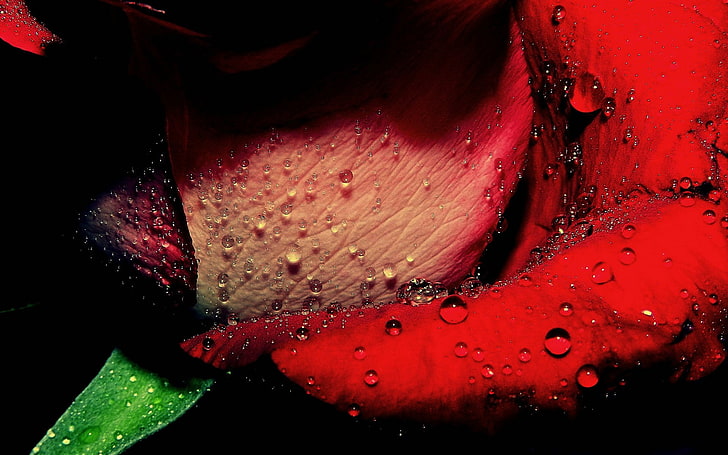 red rose, macro, water drops, flowers, dew, red flowers, close-up, HD wallpaper
