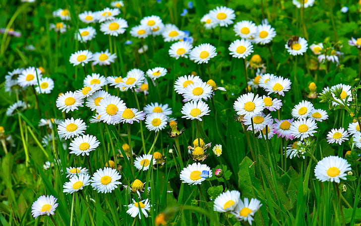 White daisy flowers, grass, leaves, green, white common daisies