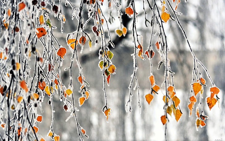 Autumn, branches, yellow leaves, frost, HD wallpaper