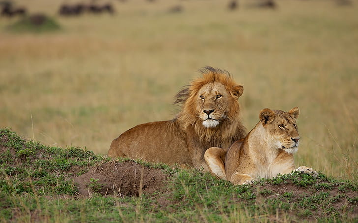 lion and lioness, 2 brown lion, couple, HD wallpaper