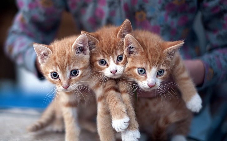 three orange tabby kittens, cat, closeup, blurred, animals, mammal, HD wallpaper