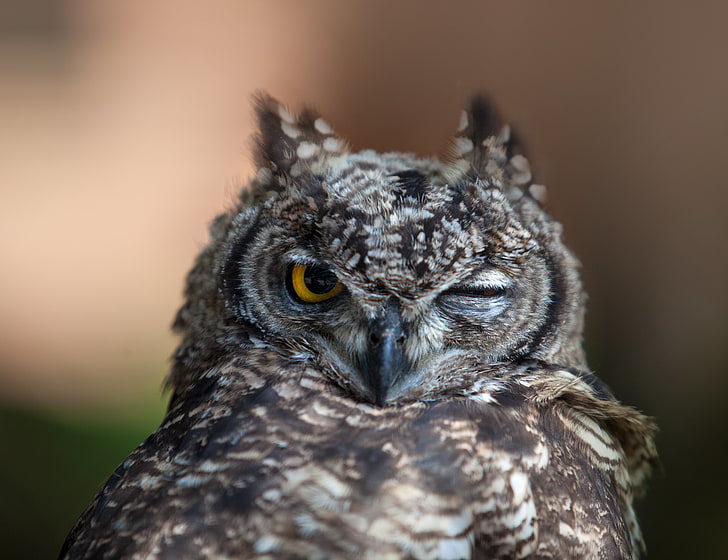 black, brown, and white owl, face, beak, feathers, wink, predator, HD wallpaper