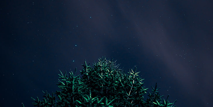 night, stars, night sky, plant, astronomy, star - space, tree, HD wallpaper