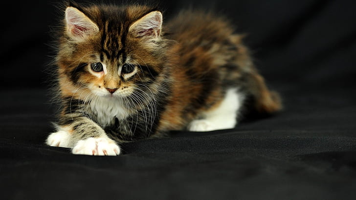 Cute kitten, black background