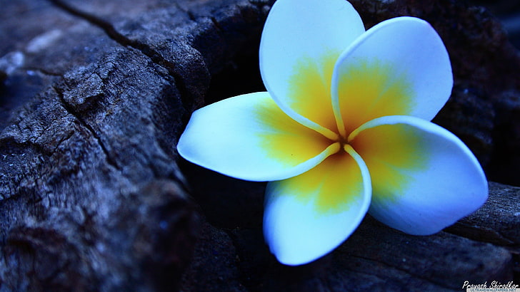 white and yellow Plumeria flower, flowers, close-up, flowering plant, HD wallpaper