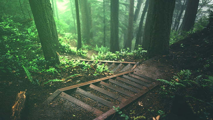 stairs, nature, jungle, trees, forest, deep forest, plants, HD wallpaper