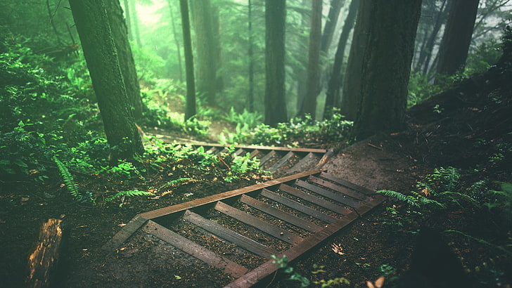 trees and stairs wallpaper, deep forest, nature, plants, jungle